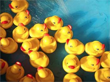 2019 Lacey Rotary Duck Dash